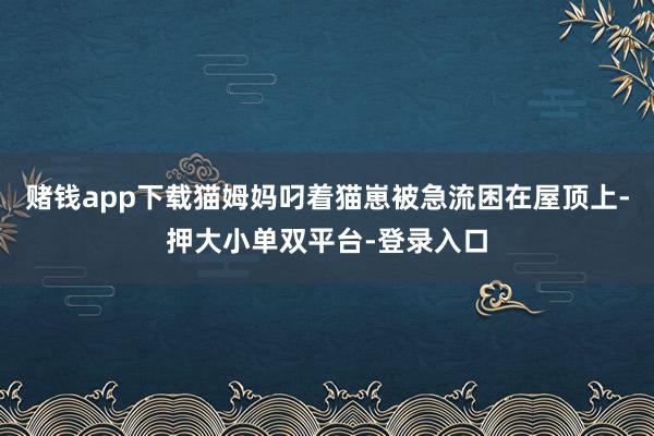 賭錢app下載貓姆媽叼著貓崽被急流困在屋頂上-押大小單雙平臺-登錄入口